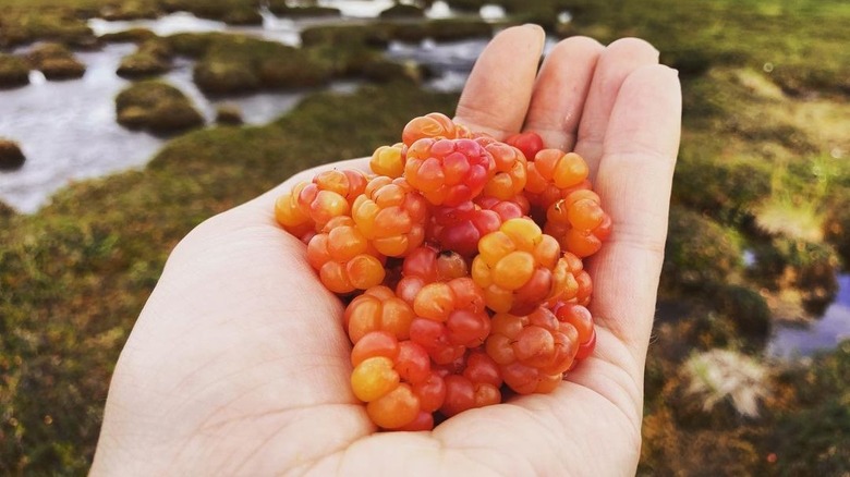 Handful of golden cloudberries