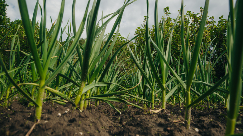 Green garlic stalks growing in a field