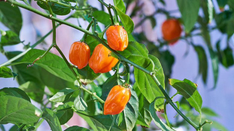 habanero plant