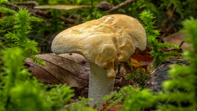 Hedgehog mushrooms in a forest