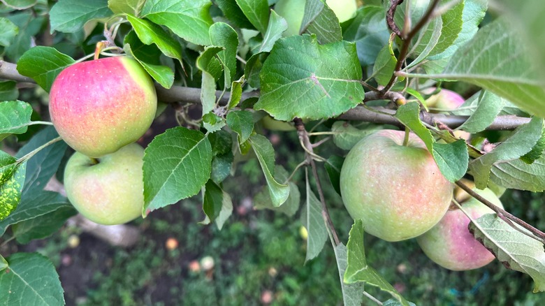 Apples on tree