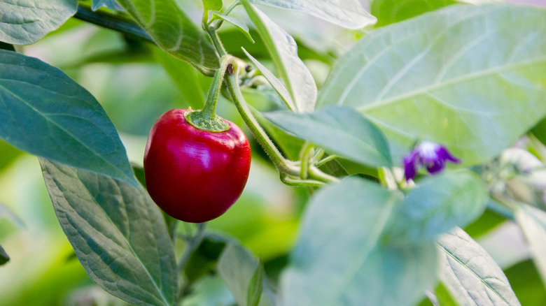 rocoto pepper growing