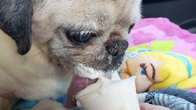 Pug eating a whipped cream Puppuccino 