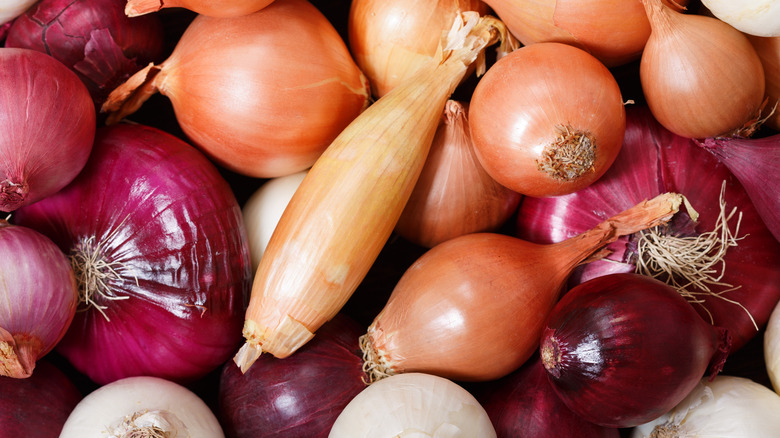 Variety of storage onions