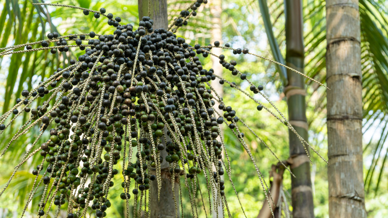 Acai berry palm tree