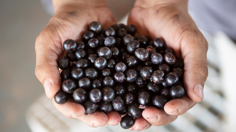 person holding Acai berries