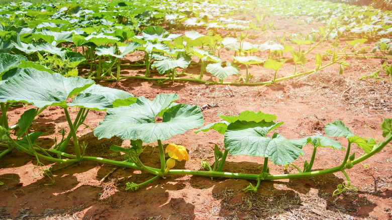 A vine of a squash plant