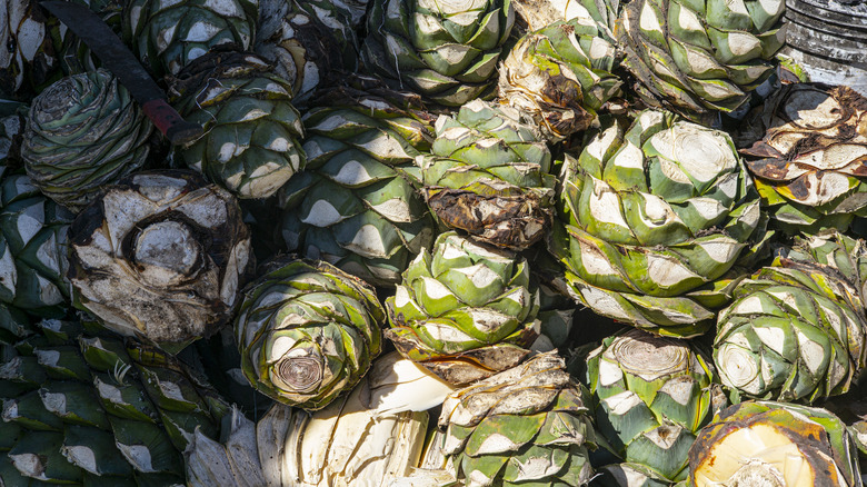 agave core piñas