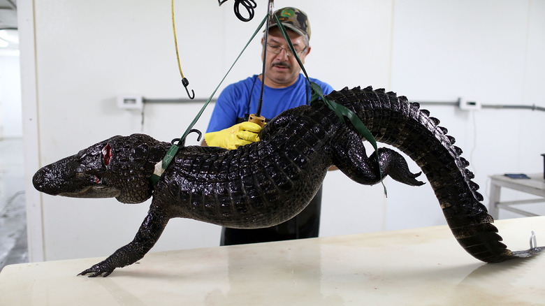 Man preparing to butcher an alligator