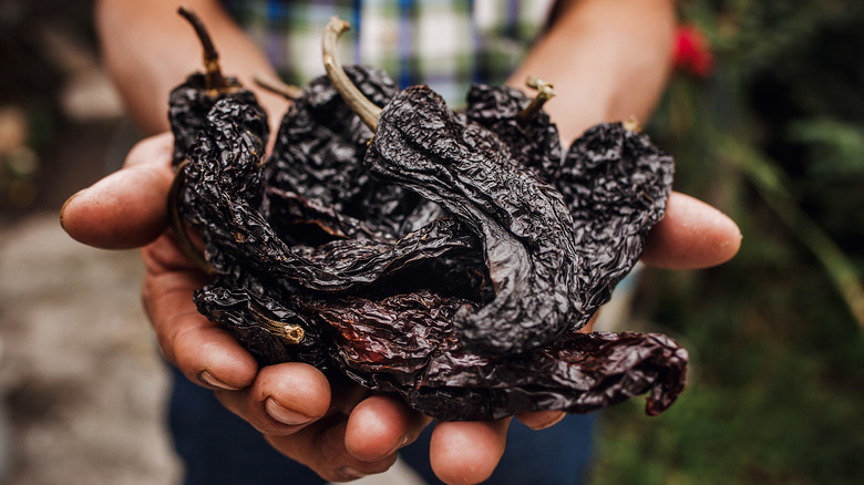 Ancho chile peppers in farmer's hands