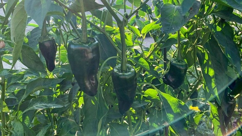 Poblanos ripening into ancho peppers