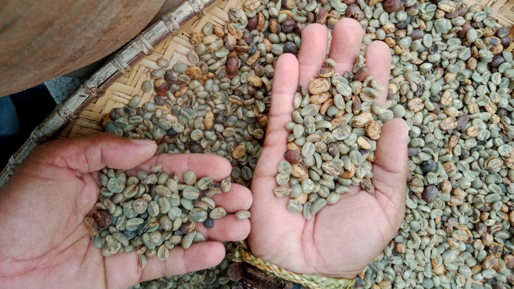 Unsorted anaerobic coffee beans