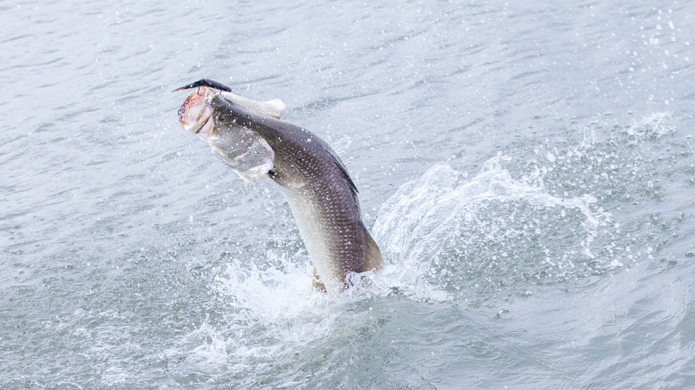 Barramundi jumping out of water