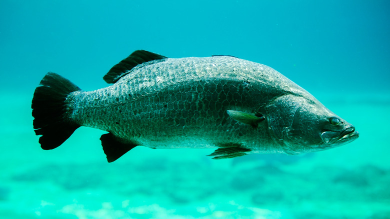 Barramundi fish swimming 