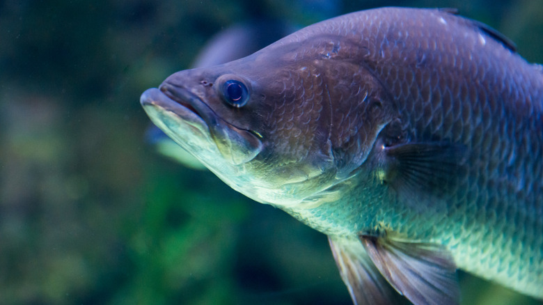 What Is Barramundi And What Does It Taste Like?