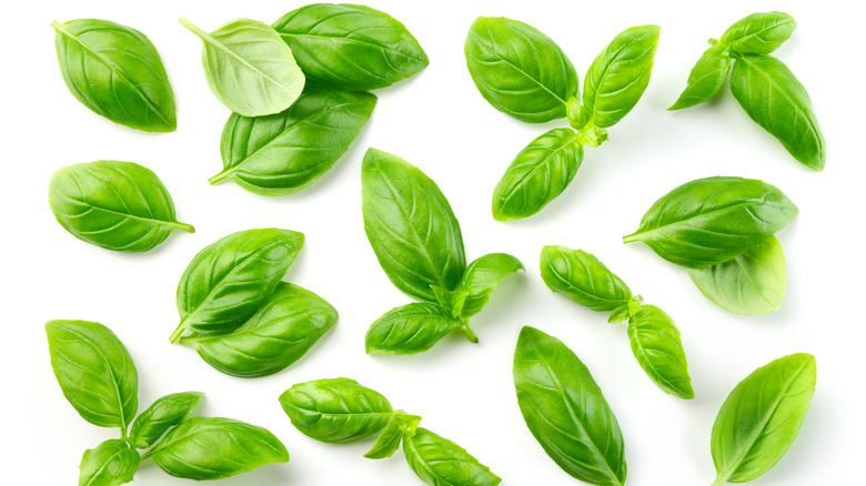 Basil leaves on white background