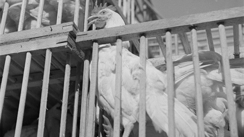 Chickens in wooden cages