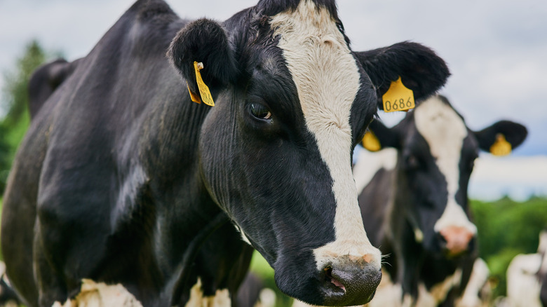 Black and white cattle with ear tags