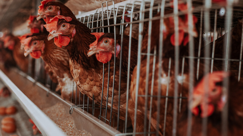 Caged chickens lined side by side