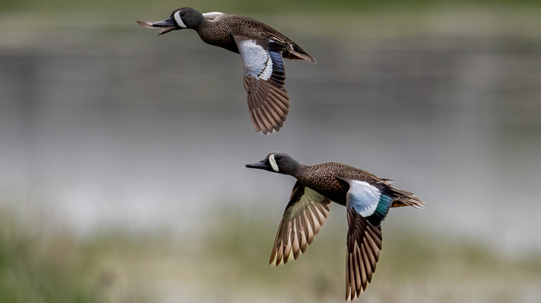 Two wild ducks flying together