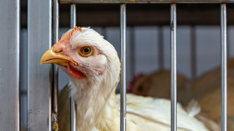 Close-up of chicken in cage