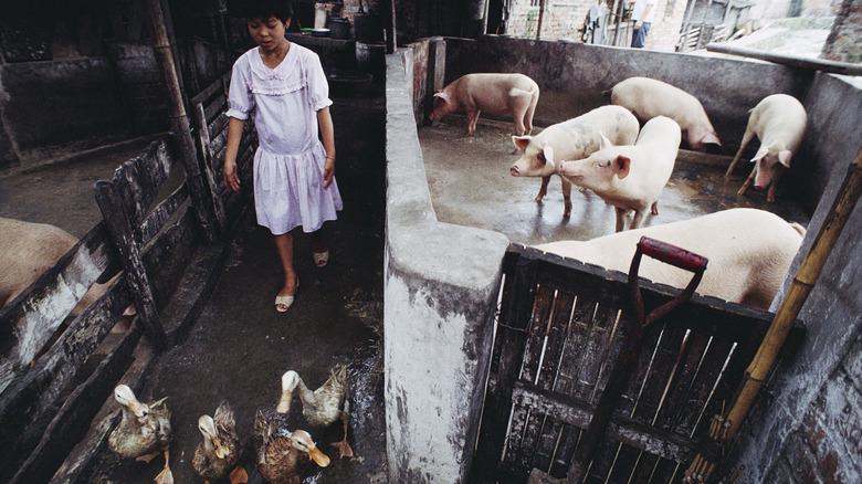 Animal market with pigs and ducks