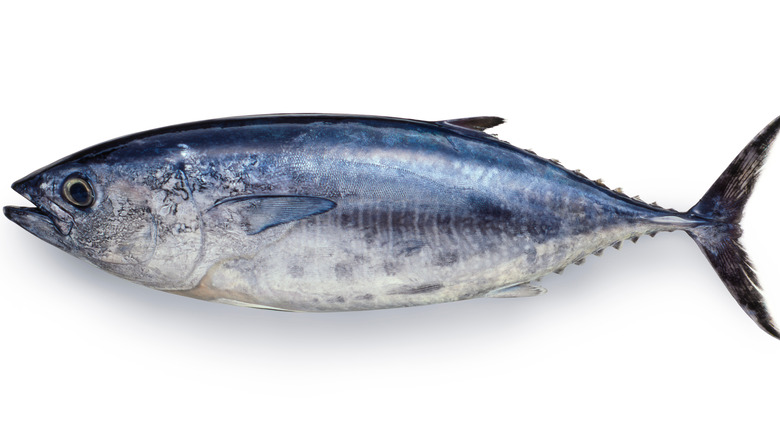 What Is Bluefin Tuna And What Is It Used For?