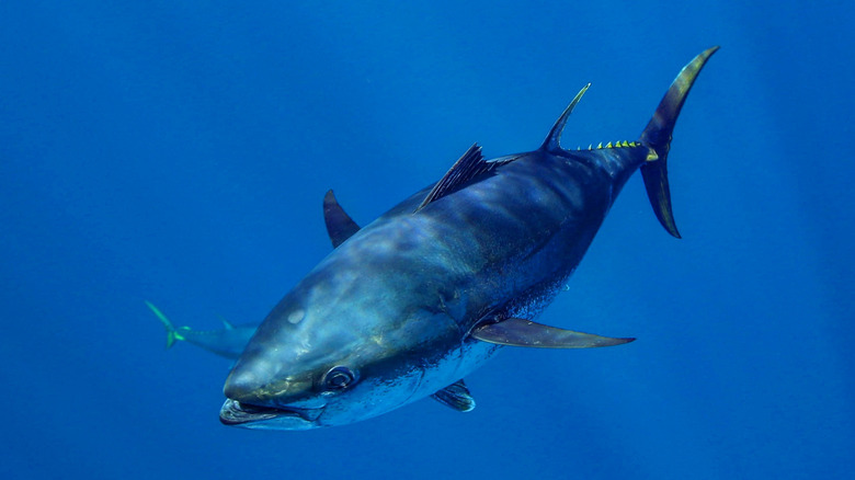 Southern bluefin tuna swimming in the open ocean.