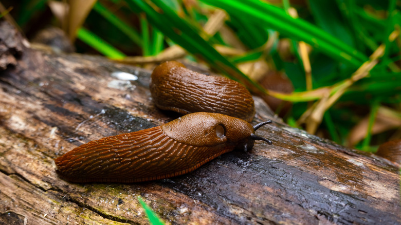 Brown slugs on a log