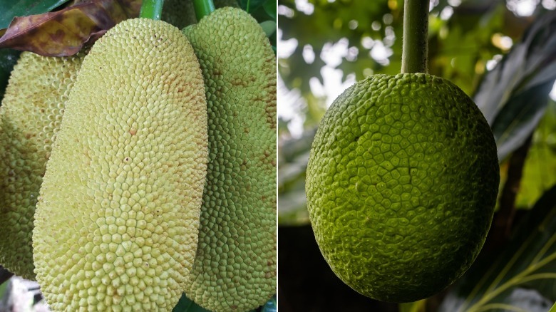 Left: three jackfruits hanging from tree; right: breadfruit hanging from tree