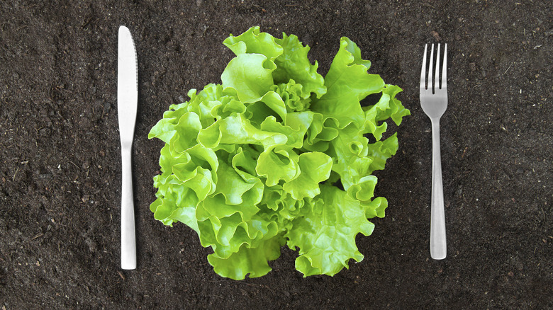 Butter lettuce between knife and fork