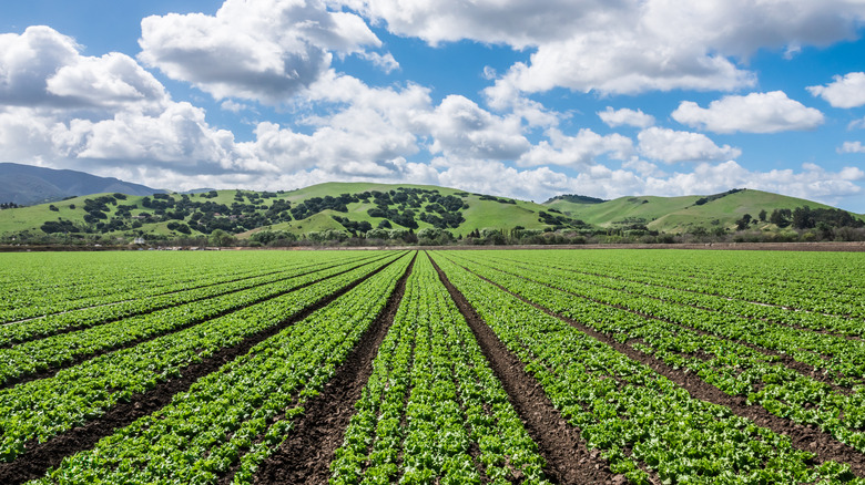 Large field of lettuce crops with blue sky and clouds in background