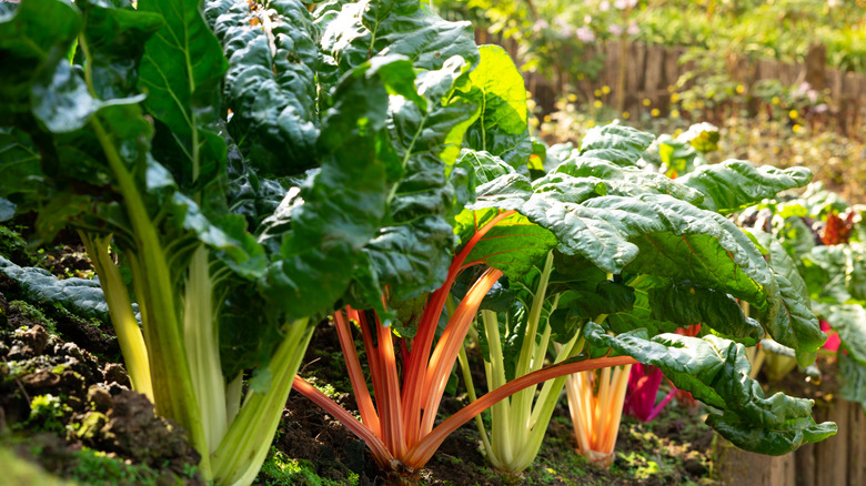 Rainbow chard growing in a garden