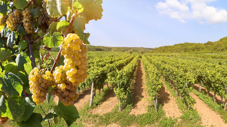 White wine grapes in front of a vineyard