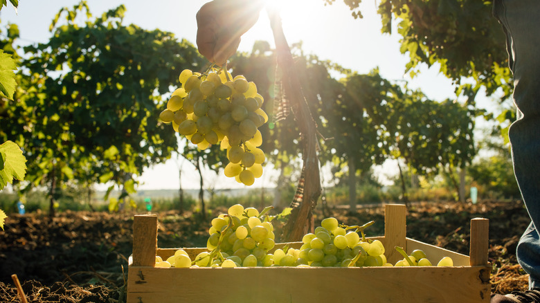 Harvested wine grapes in wood basket