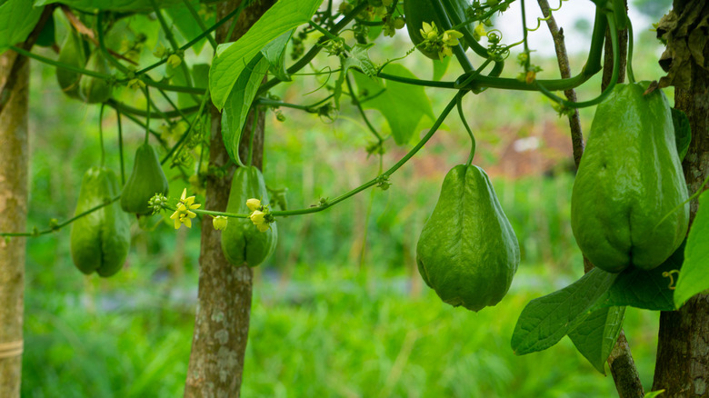 Chayote squash growing on vine