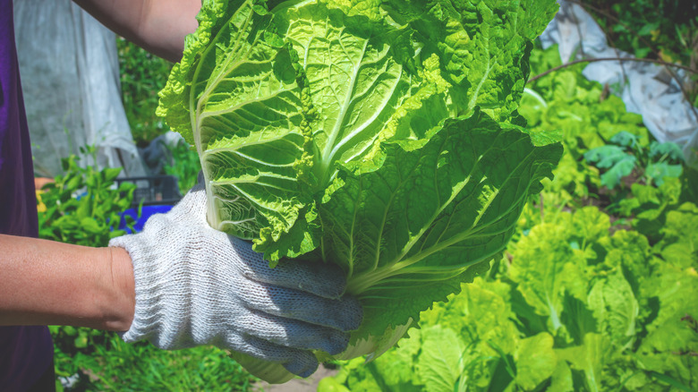 Chinese cabbage leaves