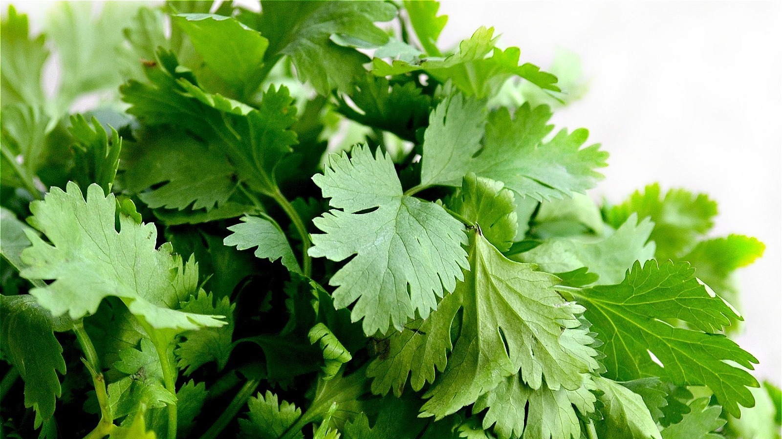 What Is Cilantro And What Does It Taste Like?