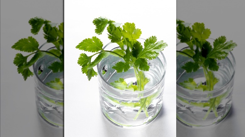 Cilantro in glass of water