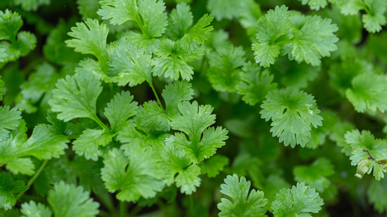 Cilantro growing in garden