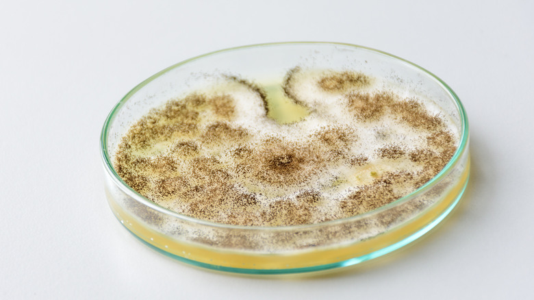 Mold growing in Petri dish