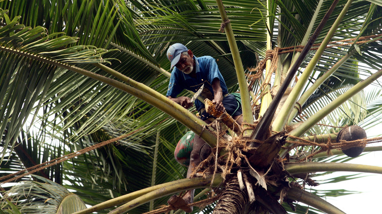 Man cutting flower from a coconut palm