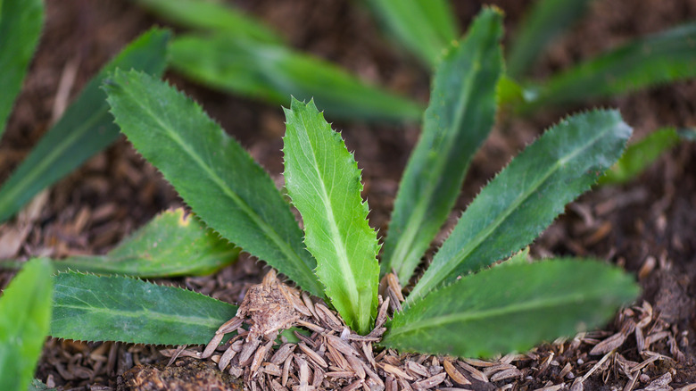 Culantro leaves in the ground