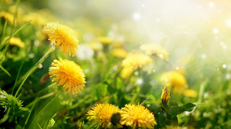 Closeup of dandelion flowers