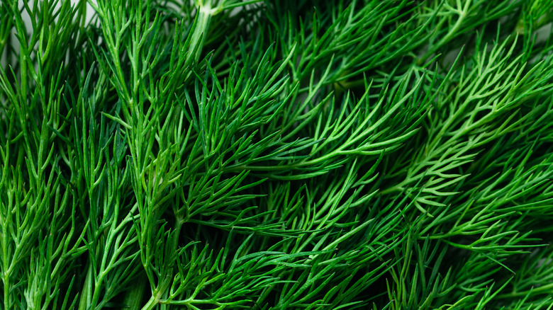 Fresh dill