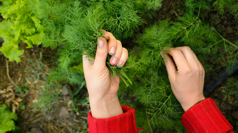 harvesting fresh dill