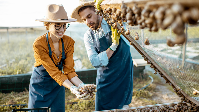 Snail farmers tending to snails