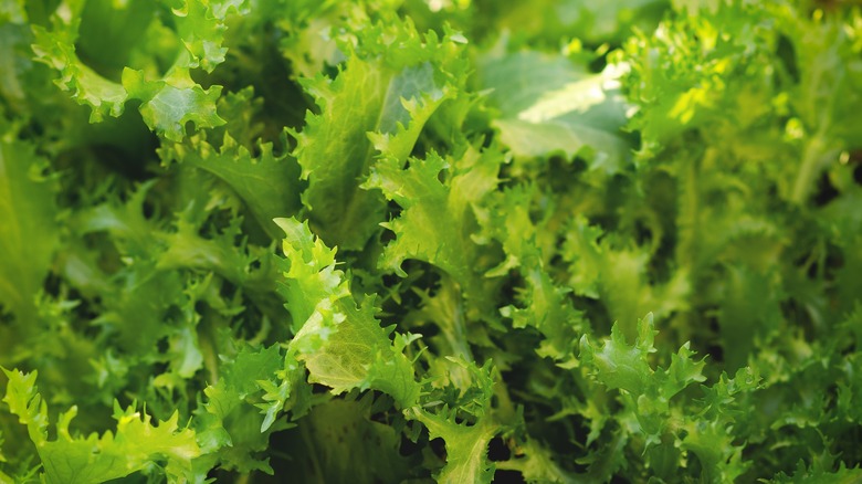 Escarole leaves close up