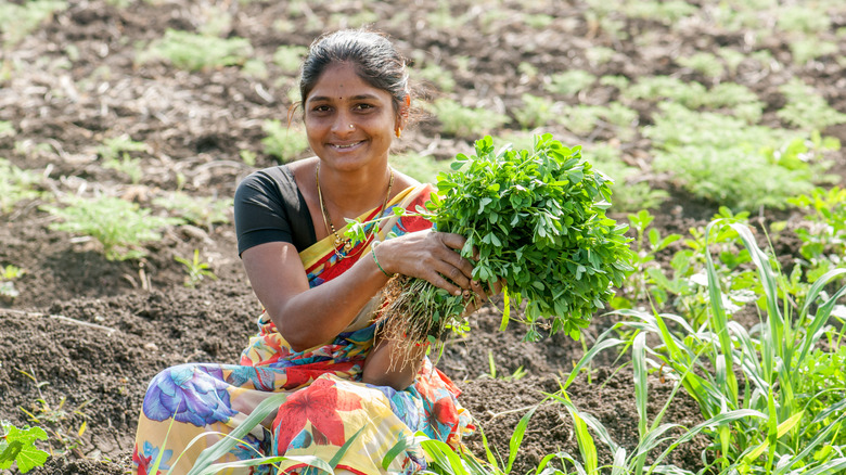 woman harvesting fenugreek