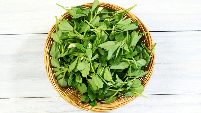 blue fenugreek